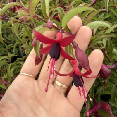 Fuchsia 'Dying Embers' - Hardy Fuchsia (#1 Round)