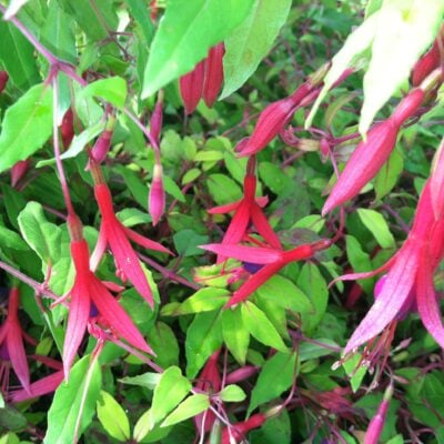 Fuchsia 'Dying Embers' - Hardy Fuchsia (#1 Round)