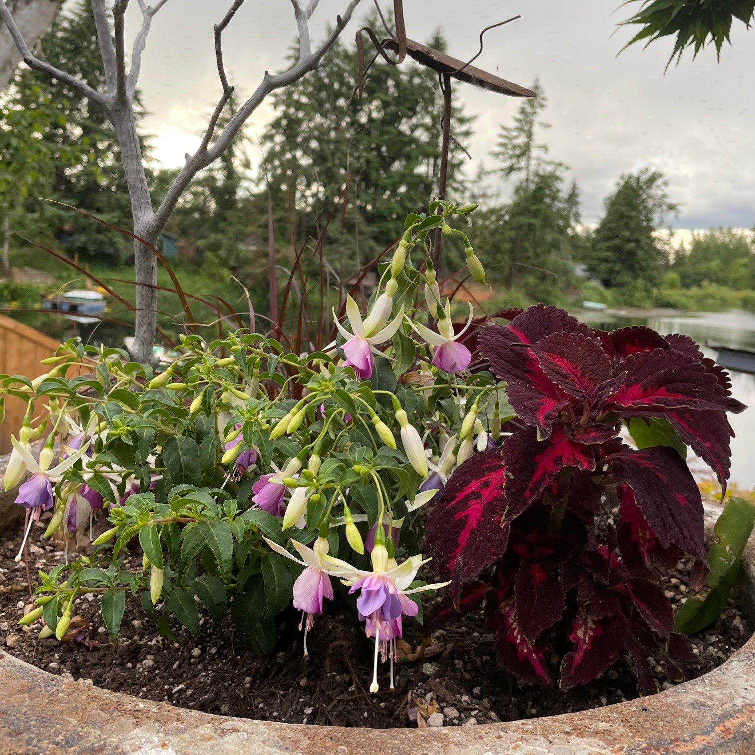 Fuchsia 'Star Wars' (5.5" Pot) - Image 2