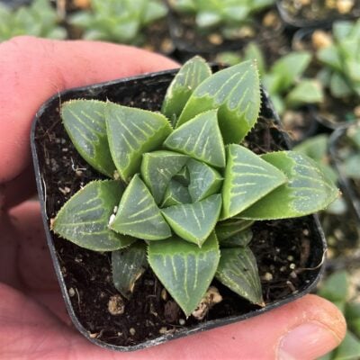 Haworthia retusa - Star Cactus (2" Pot)