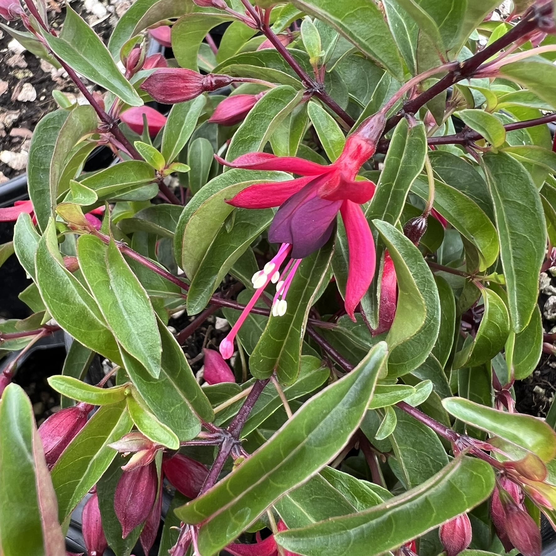 Fuchsia 'Dying Embers' - Hardy Fuchsia (#1 Round) - Image 2