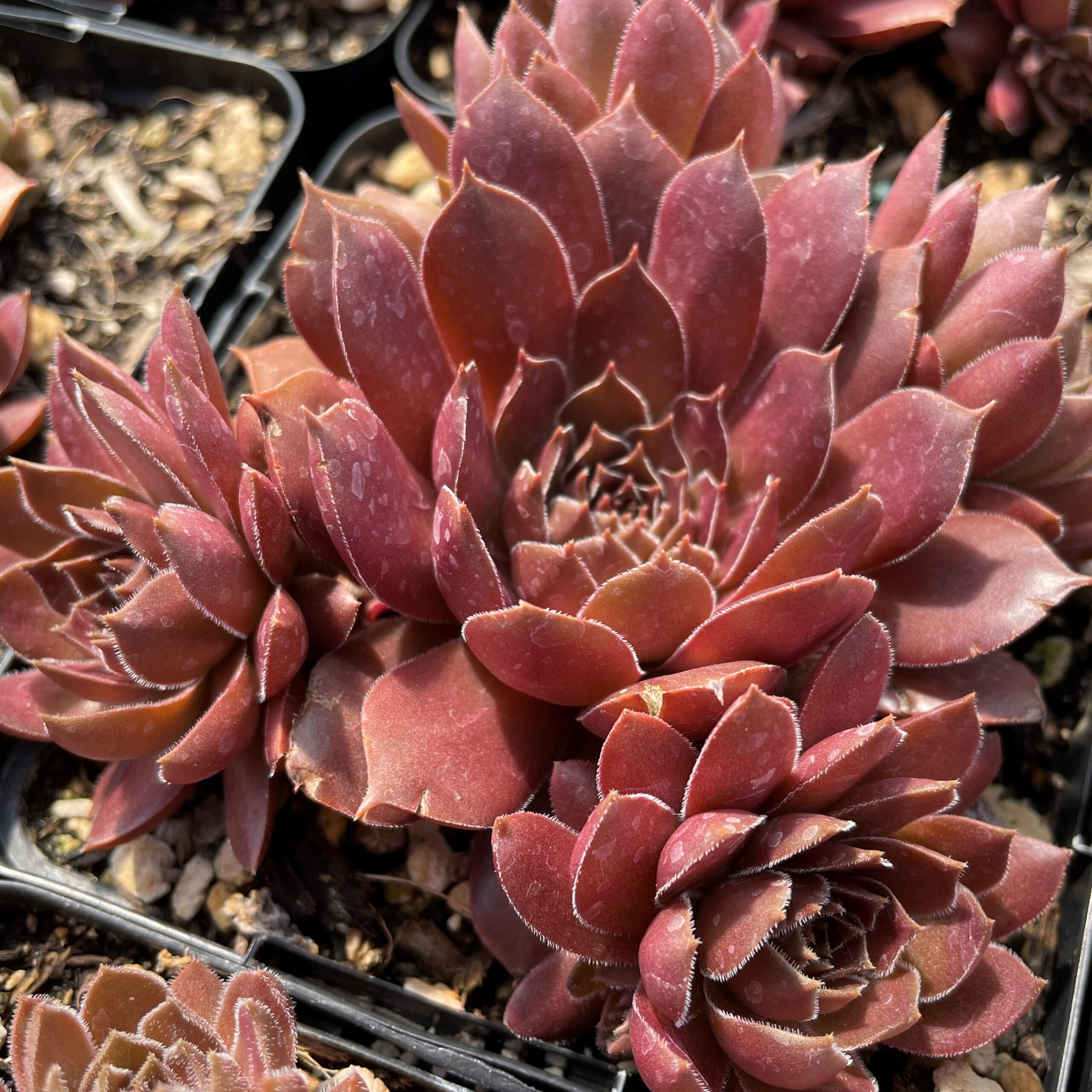 Sempervivum 'Pacific Devil's Food' - Hens & Chicks (3.5" Pot)