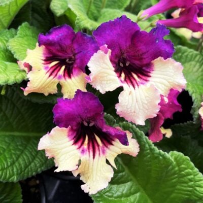 Streptocarpus 'Harlequin Purple' - Cape Primrose (4.5" Pot)