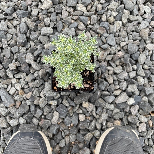 Thymus 'Sparkling Bright'™ - Creeping Thyme (3.5" Pot) - Image 2