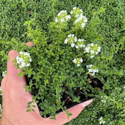 Thymus citriodorus 'Lemon Frost' - Creeping Thyme (3.5" Pot)