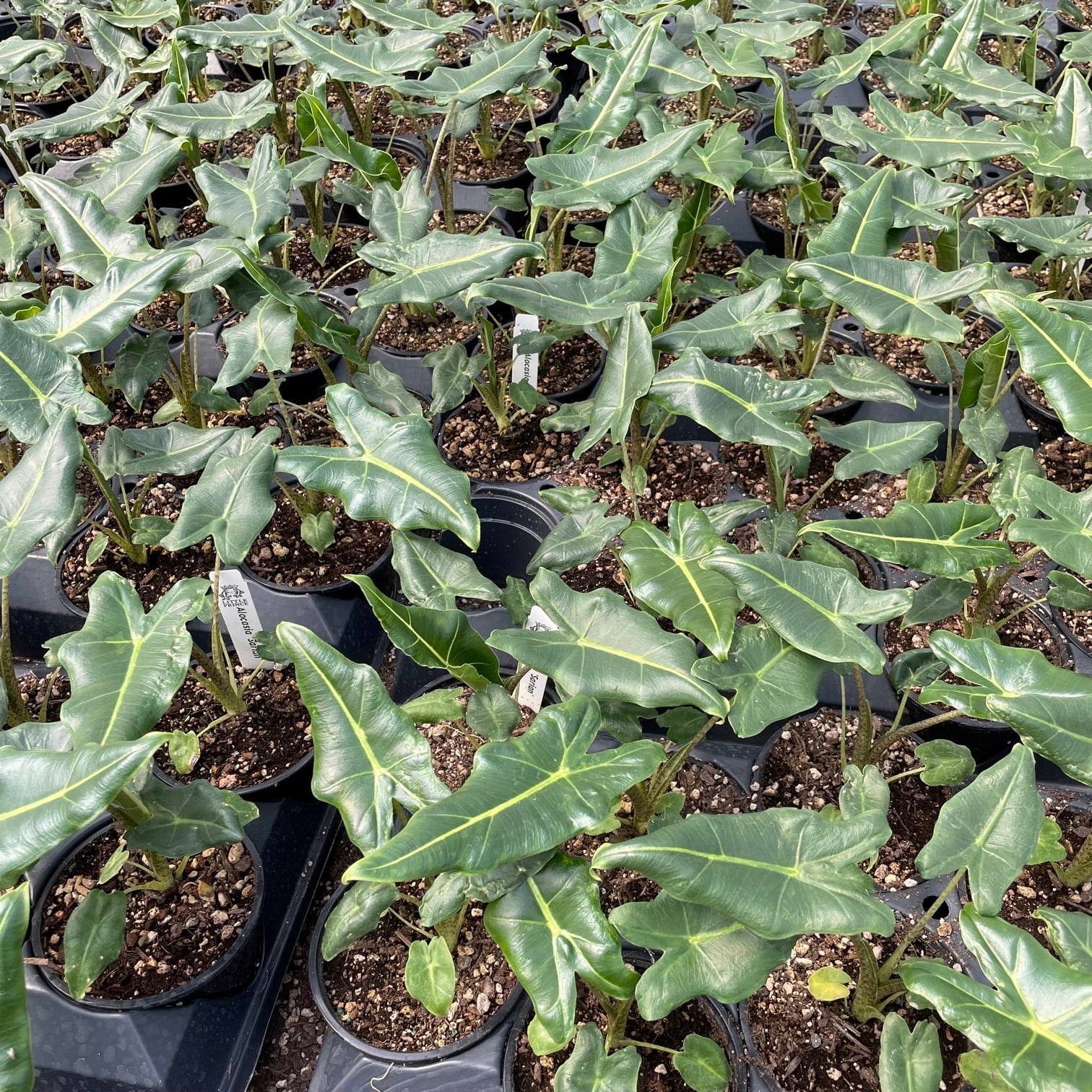 Alocasia 'Sarian' - Elephant Ears (4.5" Pot) - Image 4