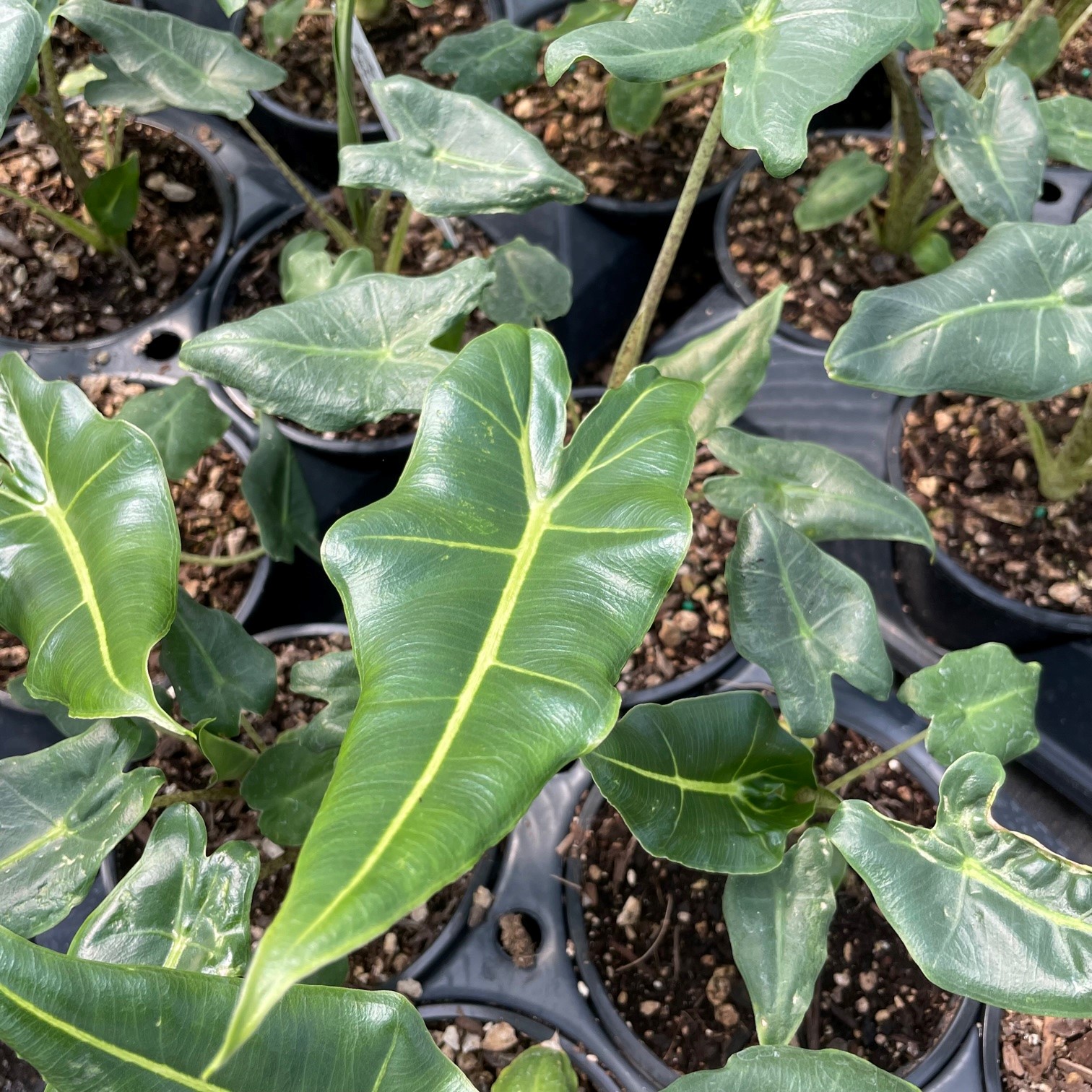 Alocasia 'Sarian' - Elephant Ears (4.5" Pot) - Image 2