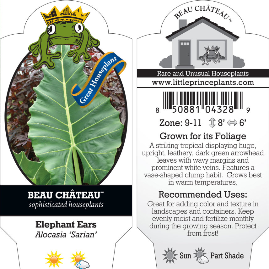 Alocasia 'Sarian' - Elephant Ears (4.5" Pot) - Image 5