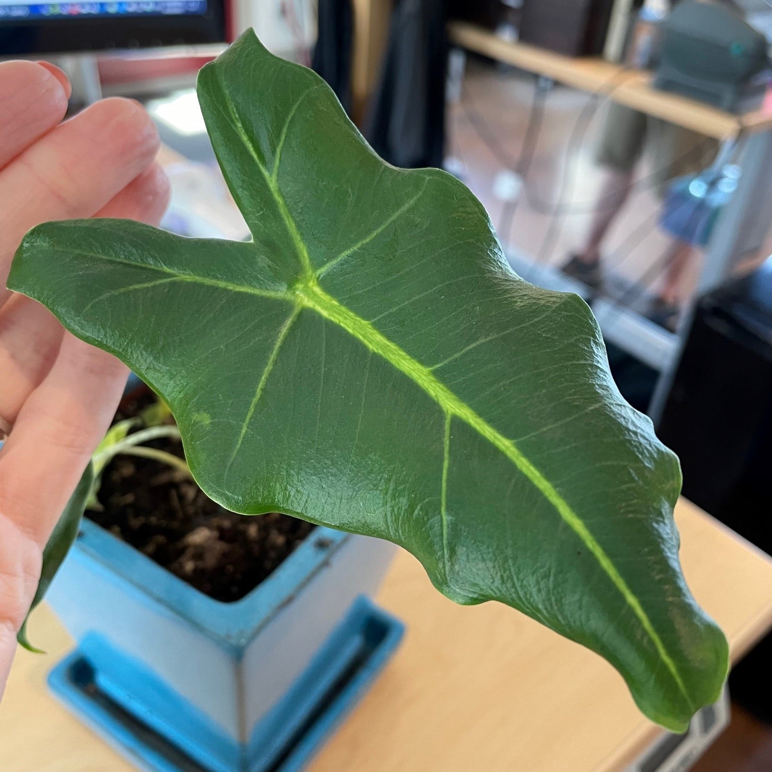 Alocasia 'Sarian' - Elephant Ears (4.5" Pot)