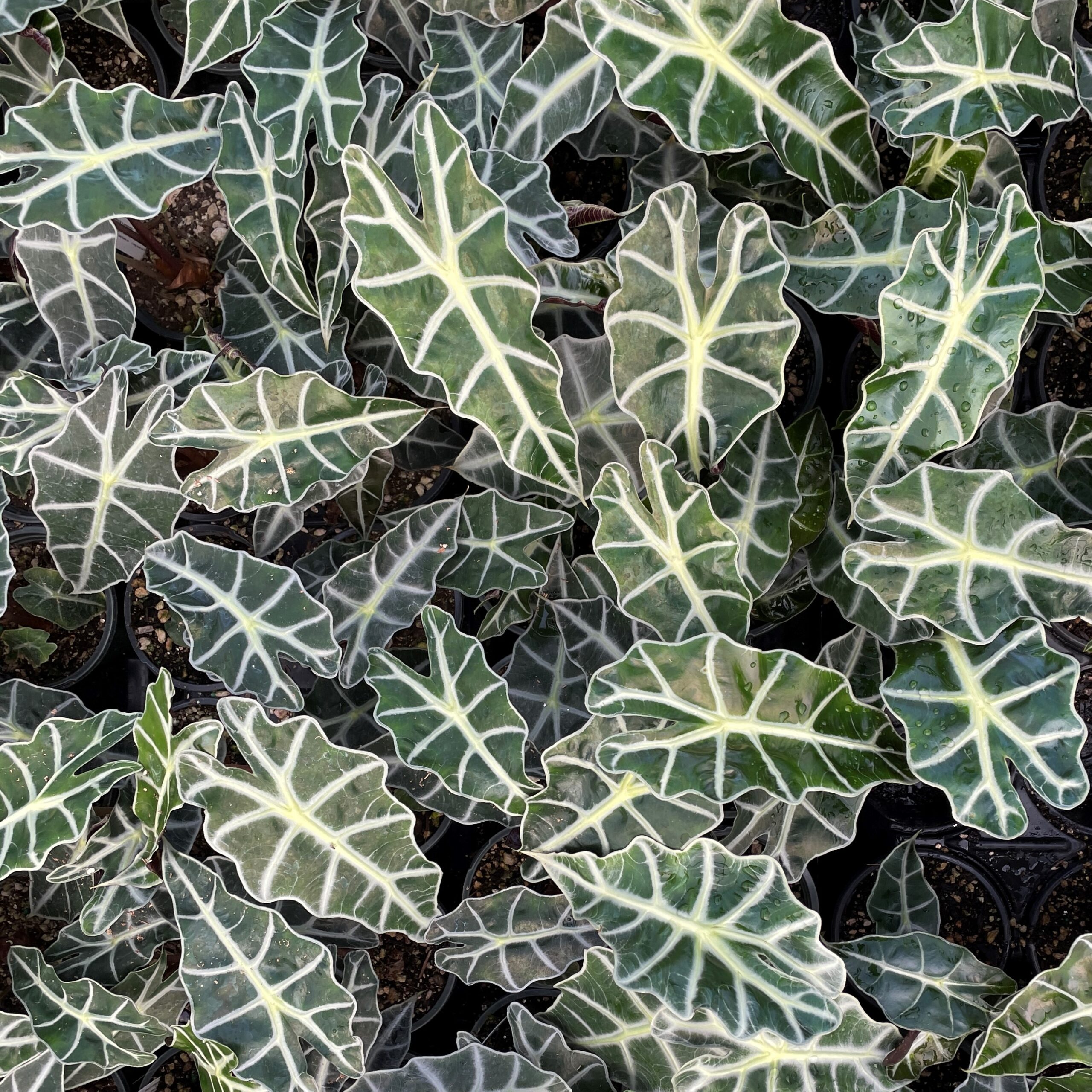 Alocasia x amazonica 'Dwarf Amazonica' - Dwarf Elephant Ears (4.5" Pot) |  Little Prince of Oregon Nursery