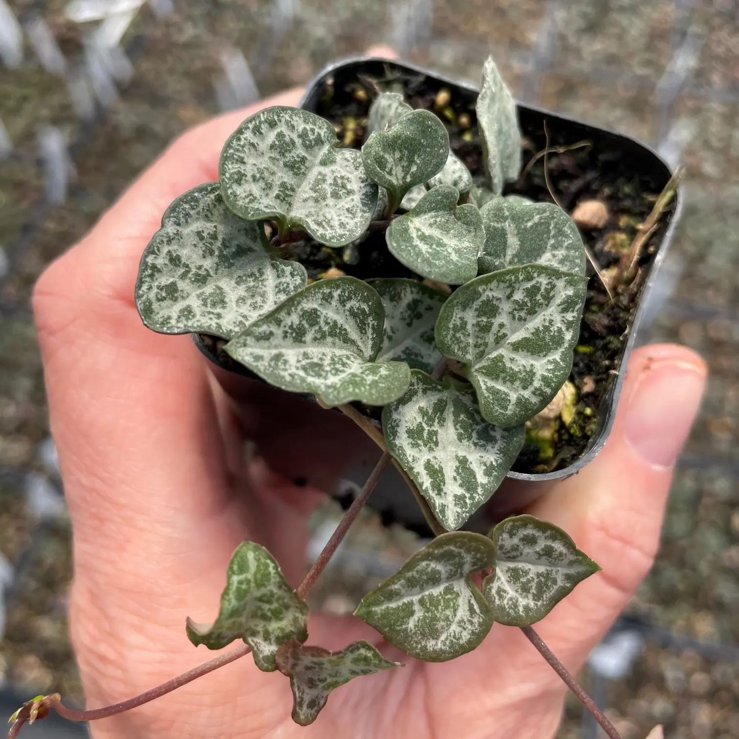 Ceropegia woodii - String of Hearts (2