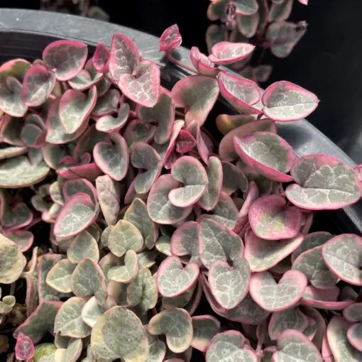 Ceropegia woodii 'Variegata' - Variegated String of Hearts (2