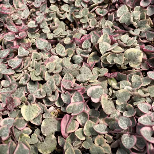 Ceropegia woodii 'Variegata' - Variegated String of Hearts (2