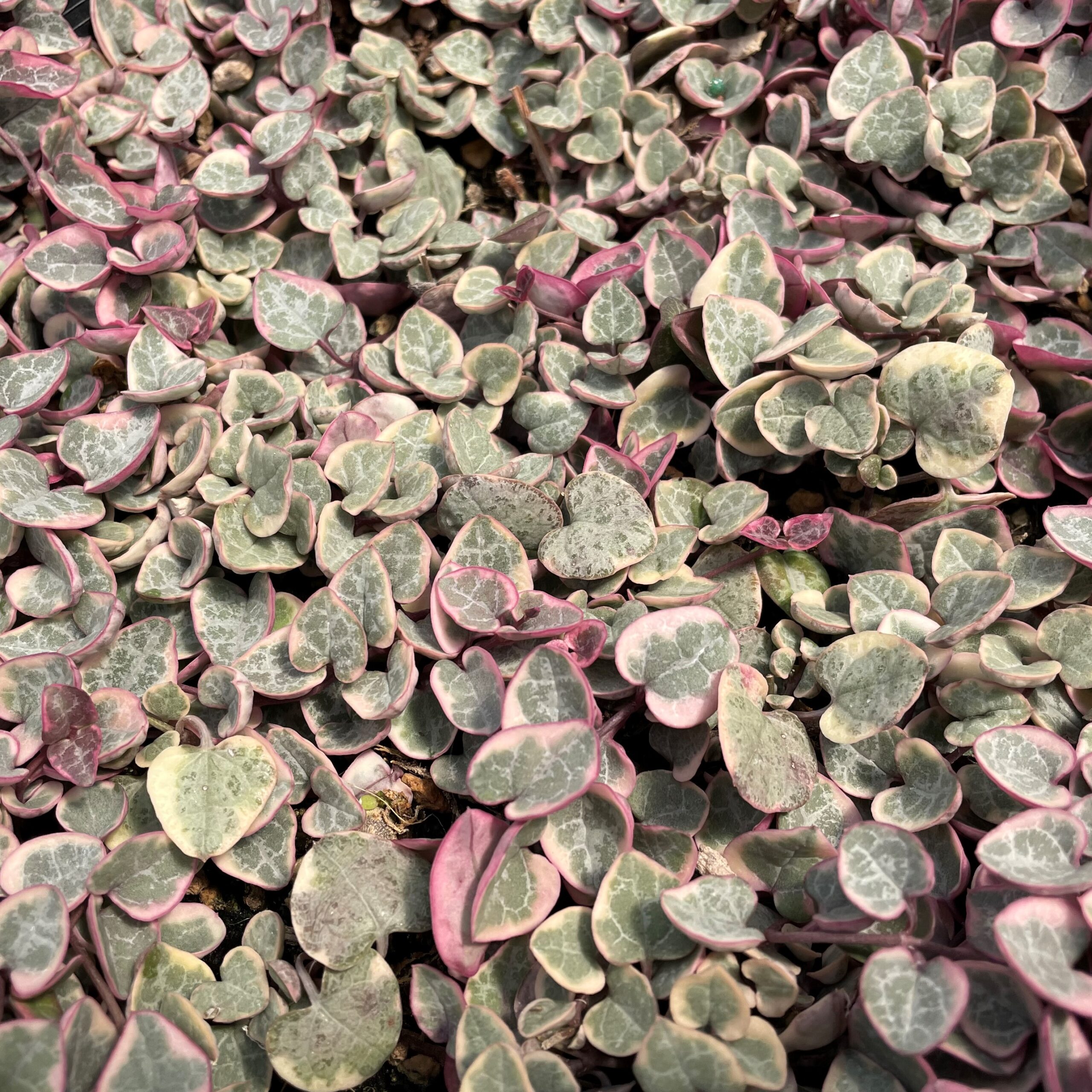 Ceropegia woodii 'Variegata' - Variegated String of Hearts (2" Pot) |  Little Prince of Oregon Nursery