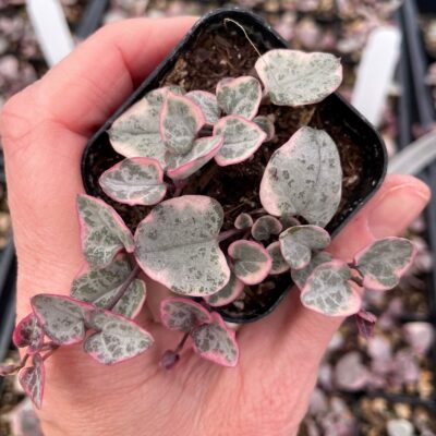 Ceropegia woodii 'Variegata' - Variegated String of Hearts (2" Pot)