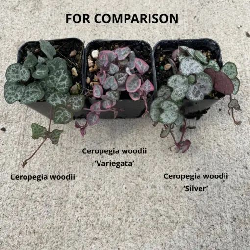 Ceropegia woodii 'Variegata' - Variegated String of Hearts (2