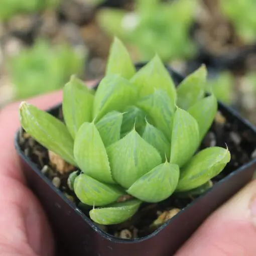 Haworthia cooperi (2" pot) | Little Prince of Oregon Nursery