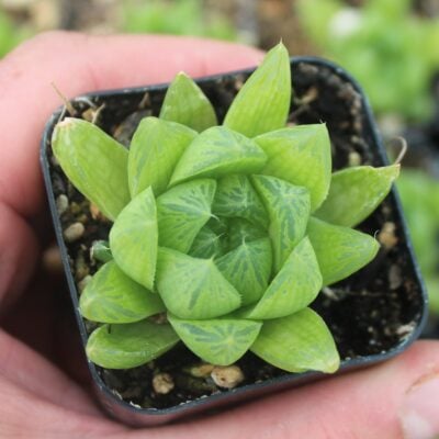 Haworthia cooperi (2" pot)