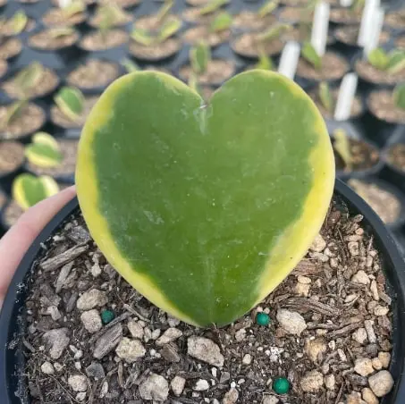 Hoya kerrii 'Variegata' - Variegated Heart Leaf Hoya (4.5" Pot) | Little  Prince of Oregon Nursery