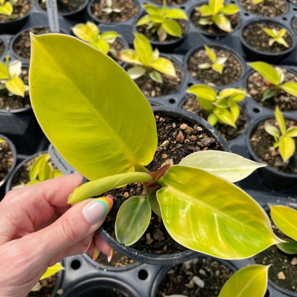 Philodendron 'Moonlight' (4.5" Pot) | Little Prince of Oregon Nursery