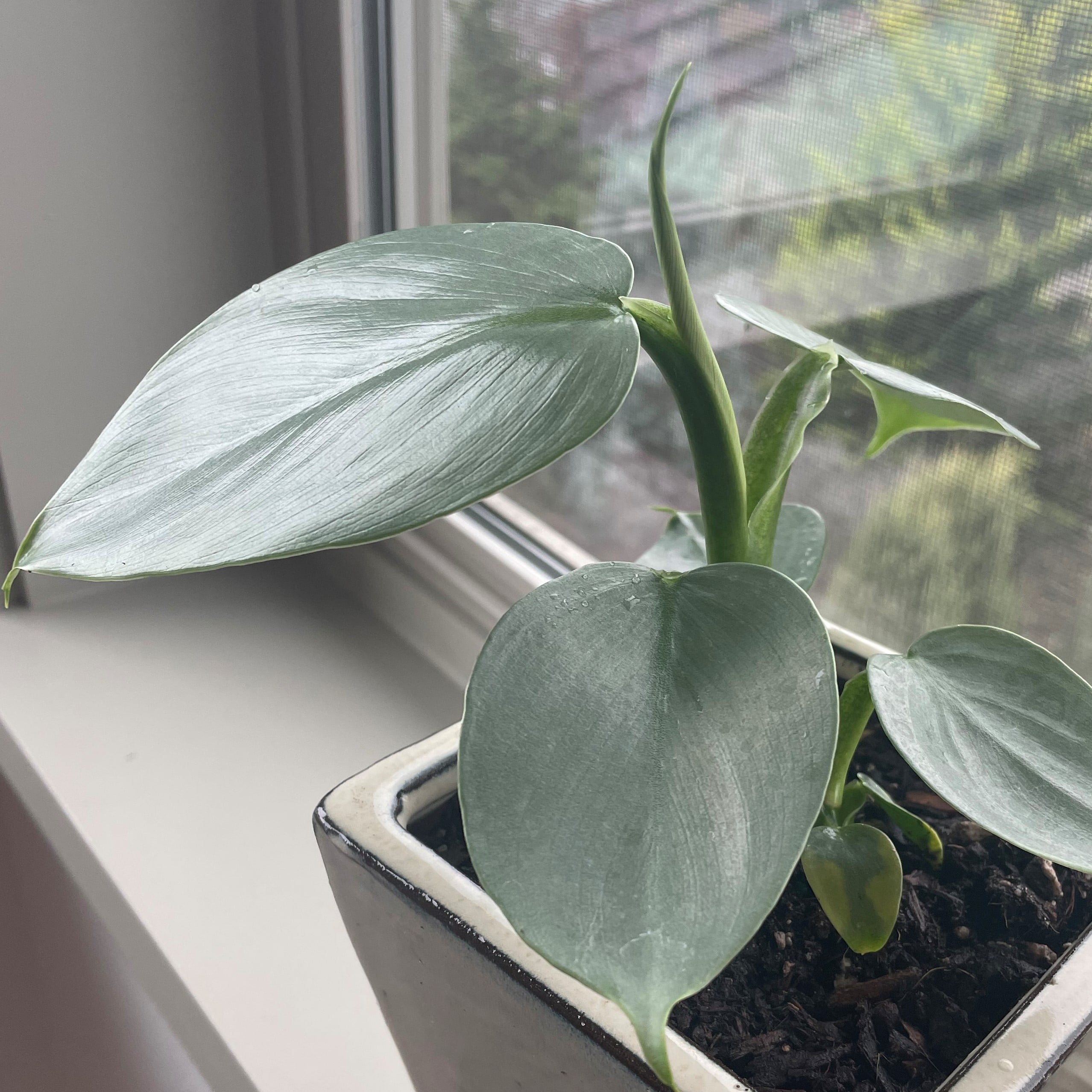 Philodendron hastatum - Silver Sword Philodendron (4.5" Pot) - Image 4