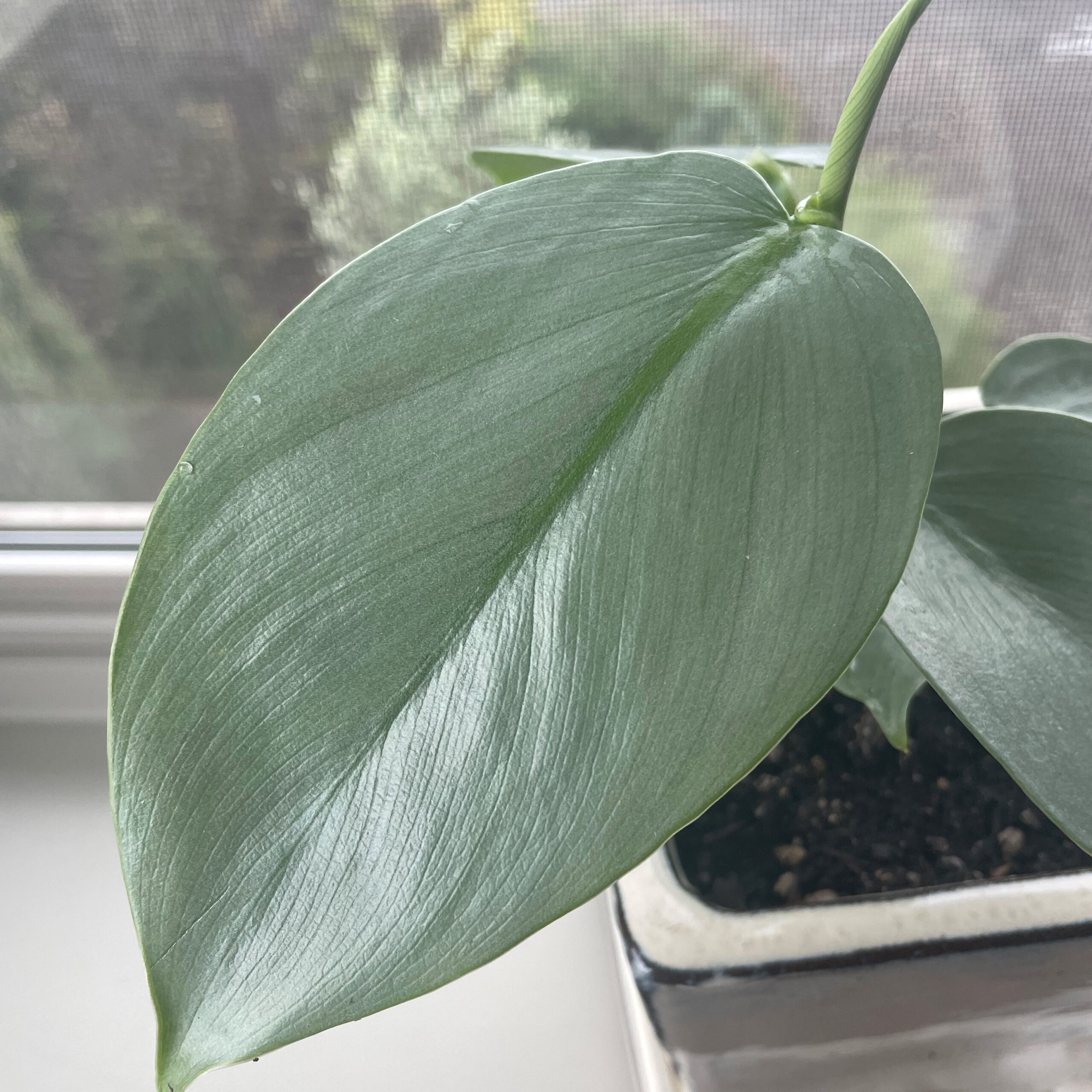 Philodendron hastatum - Silver Sword Philodendron (4.5" Pot) - Image 3