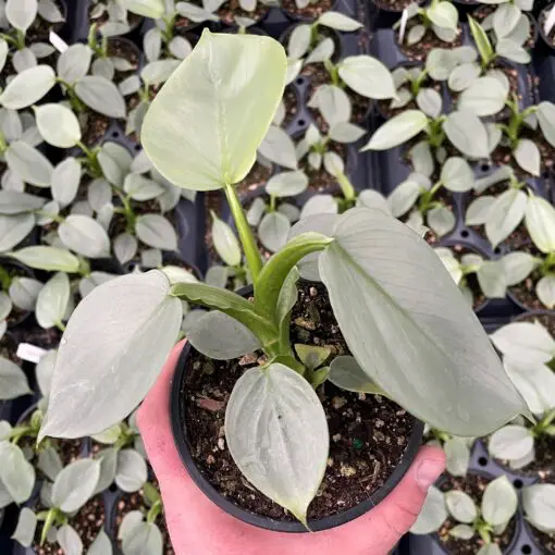 Philodendron hastatum - Silver Sword Philodendron (4.5" Pot) | Little  Prince of Oregon Nursery
