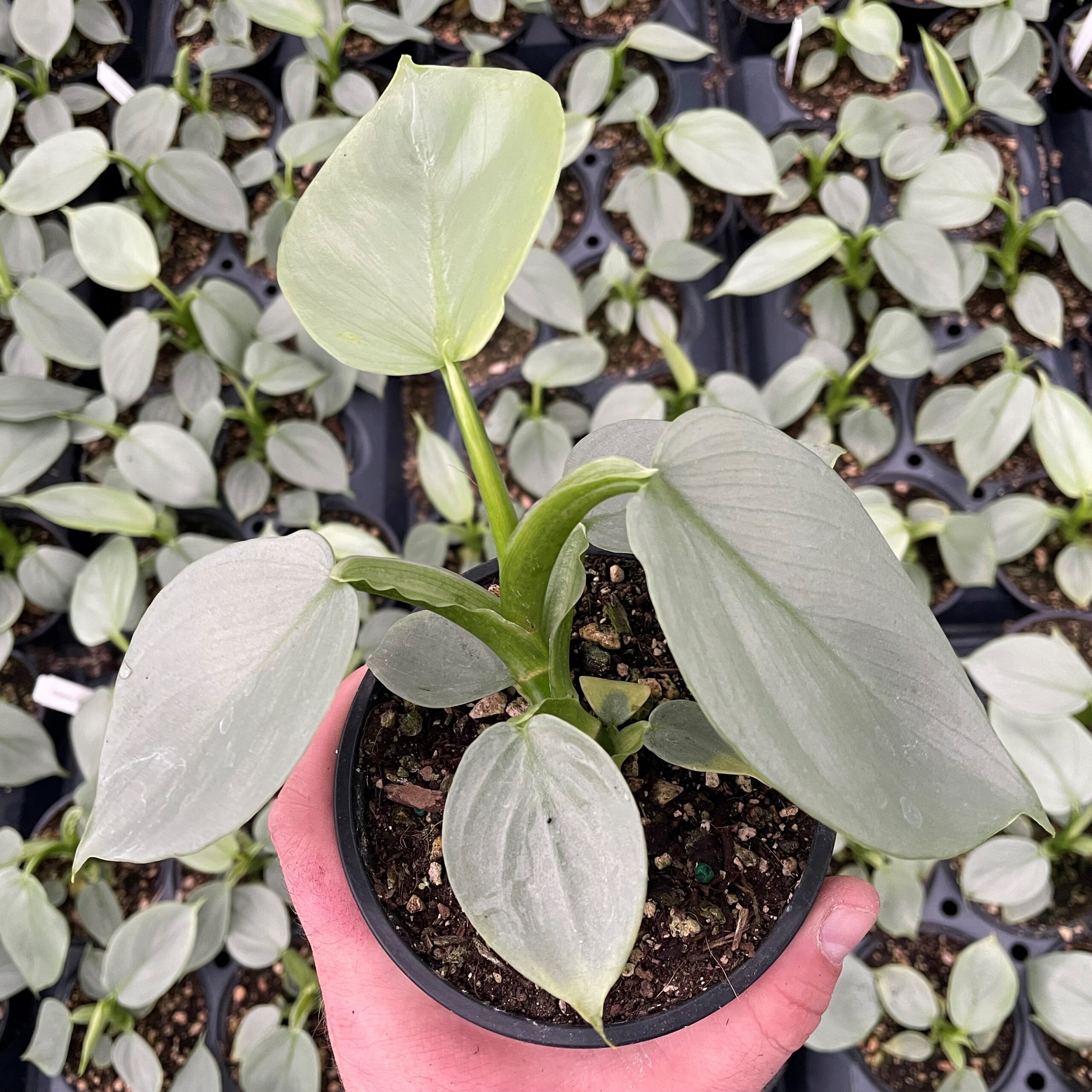 Philodendron hastatum - Silver Sword Philodendron (4.5" Pot) - Image 6