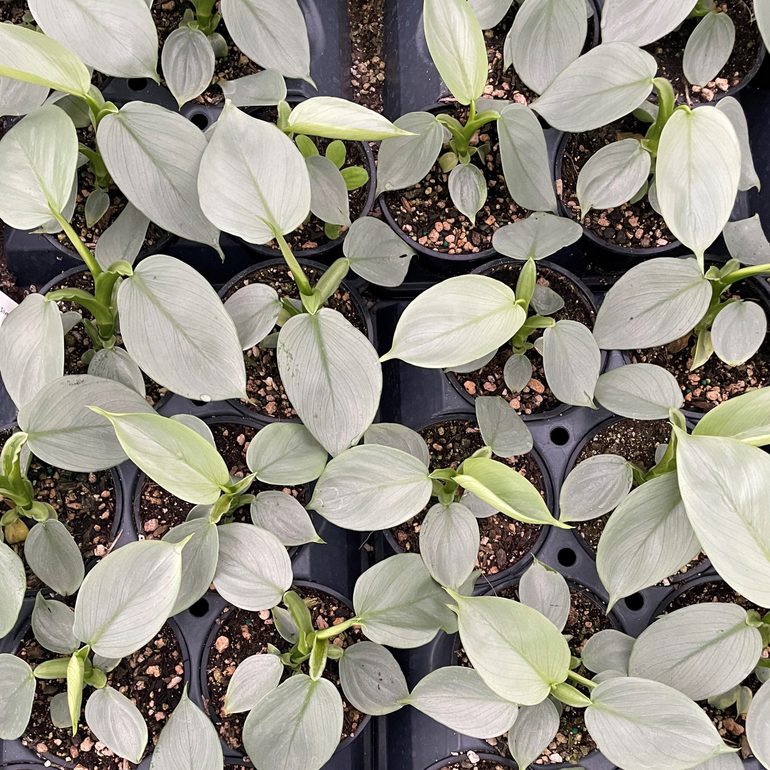 Philodendron hastatum - Silver Sword Philodendron (4.5" Pot) - Image 7