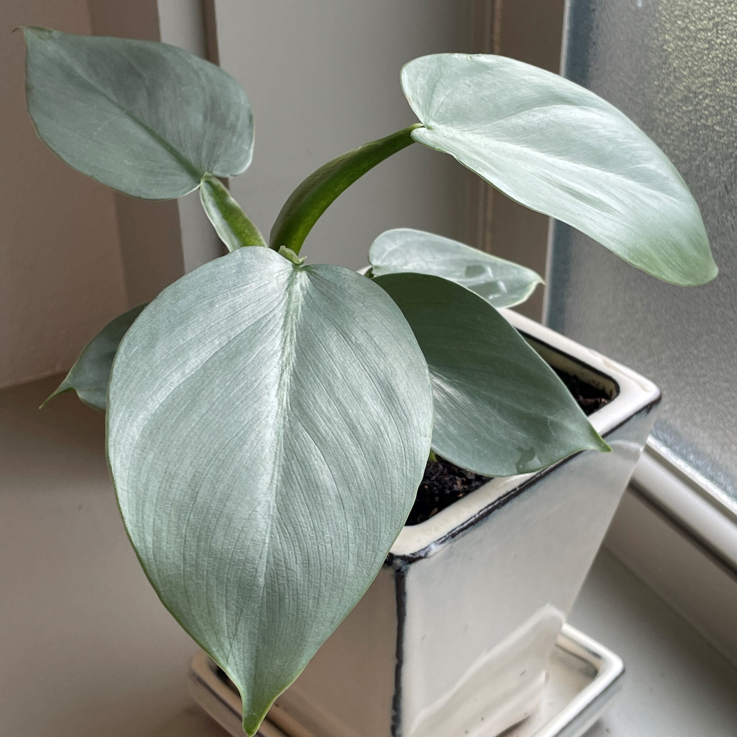 Philodendron hastatum - Silver Sword Philodendron (4.5" Pot)