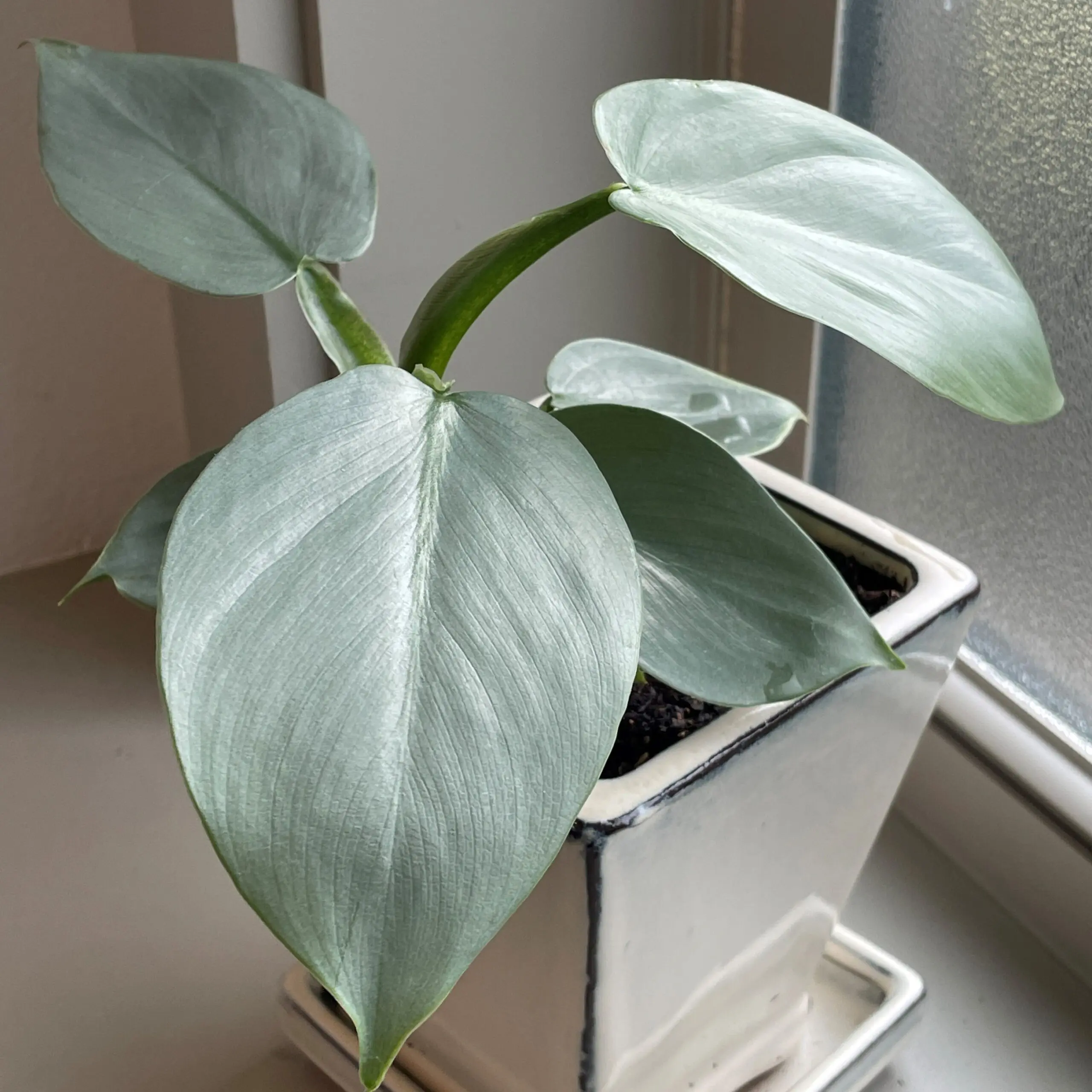 plant food for money tree Premium Liquid MONEY TREE Plant Fertilizer - 3-1-2 Concentrate for Indoor Plants and Flowers by Gardenera | Organic Plant Food for MONEY TREE main image 0