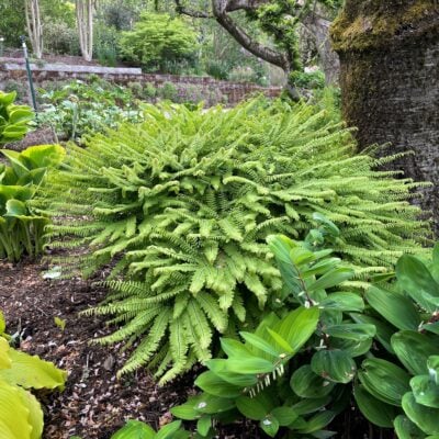 Adiantum aleuticum - Western Maidenhair Fern (3.5" Pot)