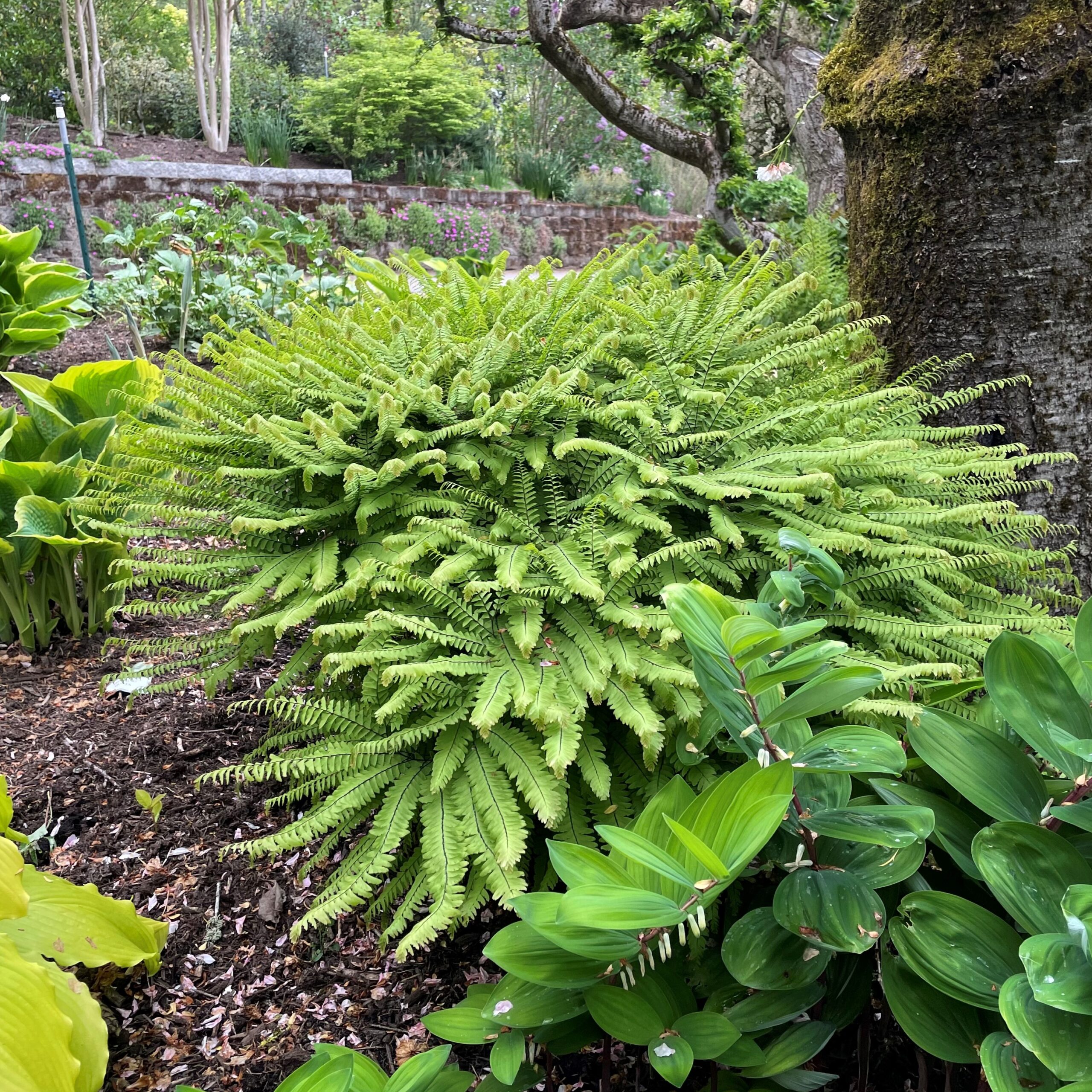 Adiantum aleuticum - Western Maidenhair Fern (3.5" Pot)