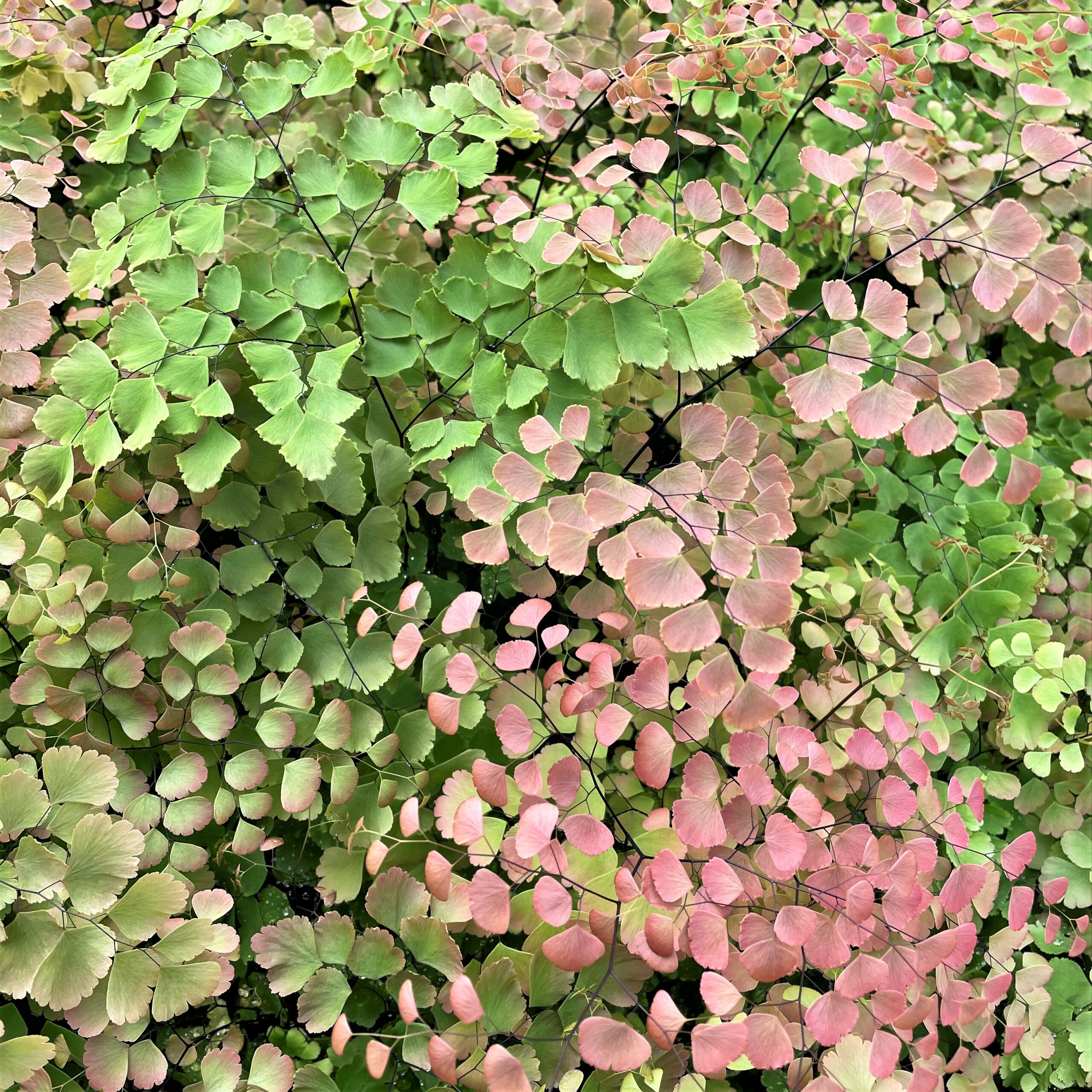 Adiantum tenerum 'Scutum Roseum' - Pink Maidenhair Fern (4.5