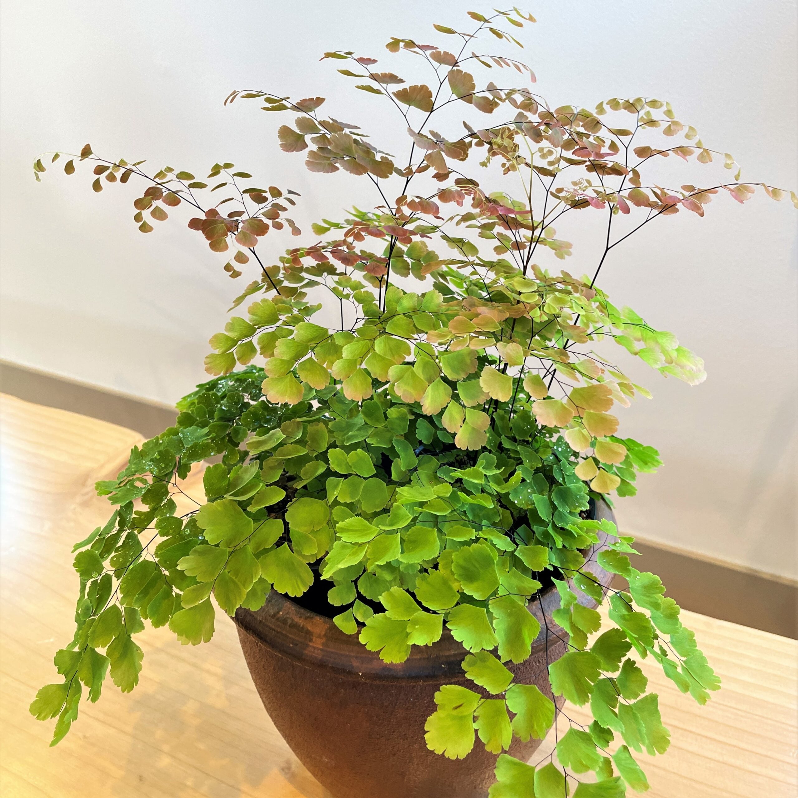 P. Seraphim flom Fern’s Artco Rosado Adiantum tenerum 'Scutum Roseum' - Pink Maidenhair Fern (4.5