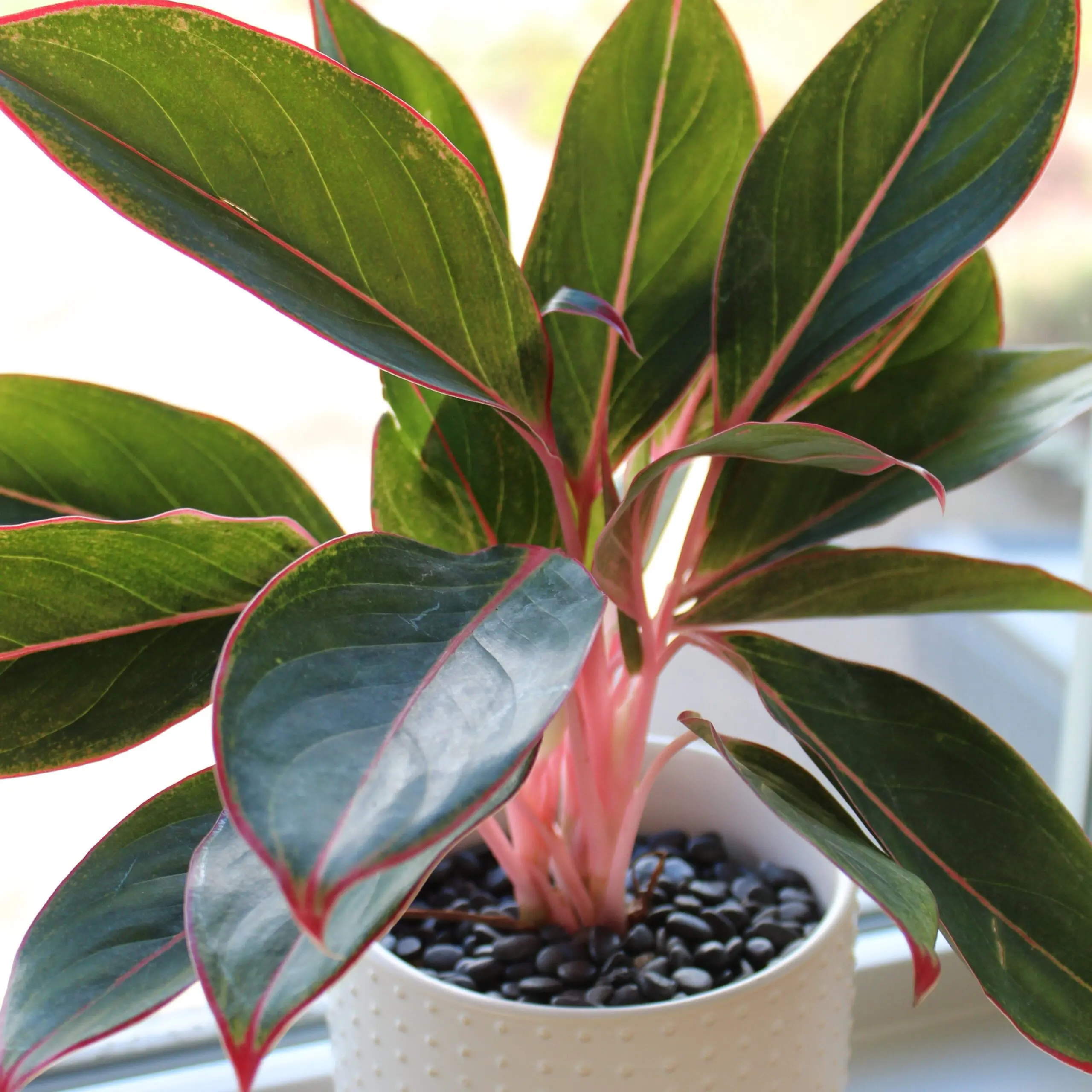 Aglaonema Jazzed Gems™ 'Sapphire Suzanne' - Chinese Evergreen (4.5