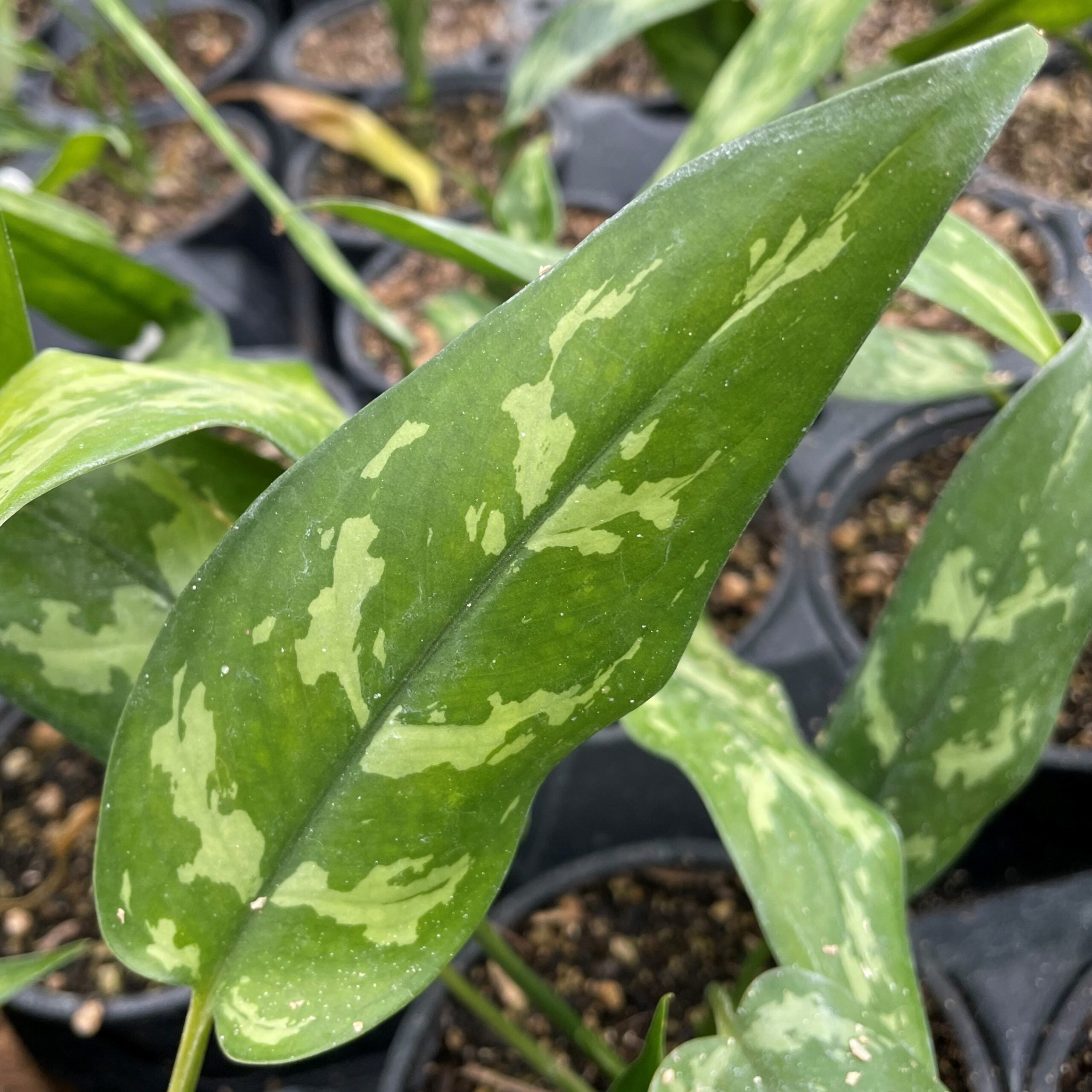 Aglaonema 'Maria' - Chinese Evergreen (4.5" Pot) | Little Prince of Oregon  Nursery