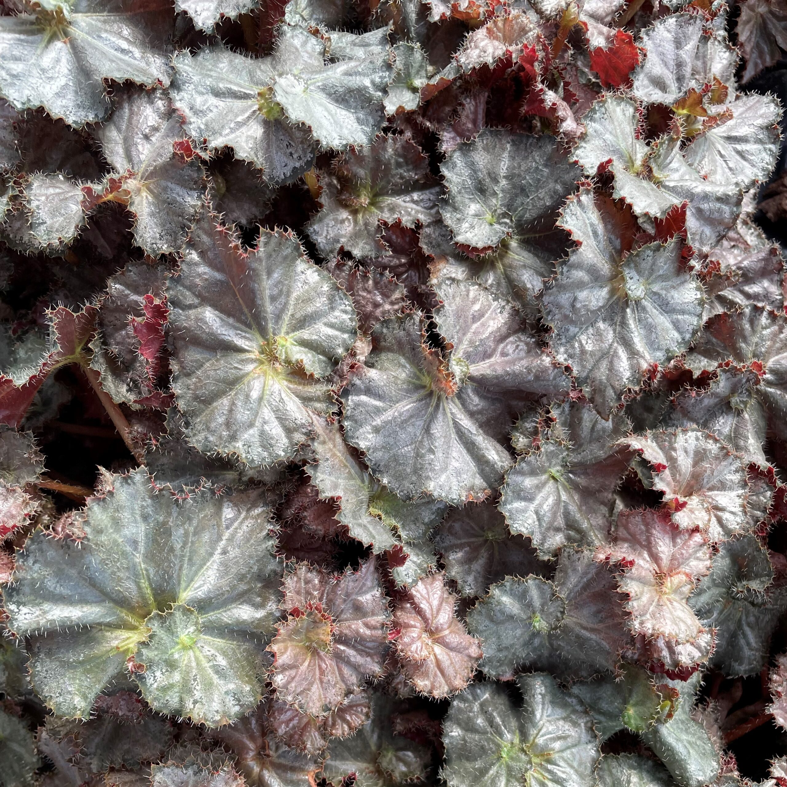 Begonia 'Five 'N Dime' (4.5" Pot) - Image 5