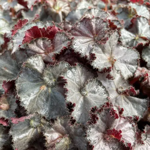 専用❣️ 特選Begonia ６点 Begonia x hybrida 'Surefire® Cherry Cordial™' – Romence Gardens