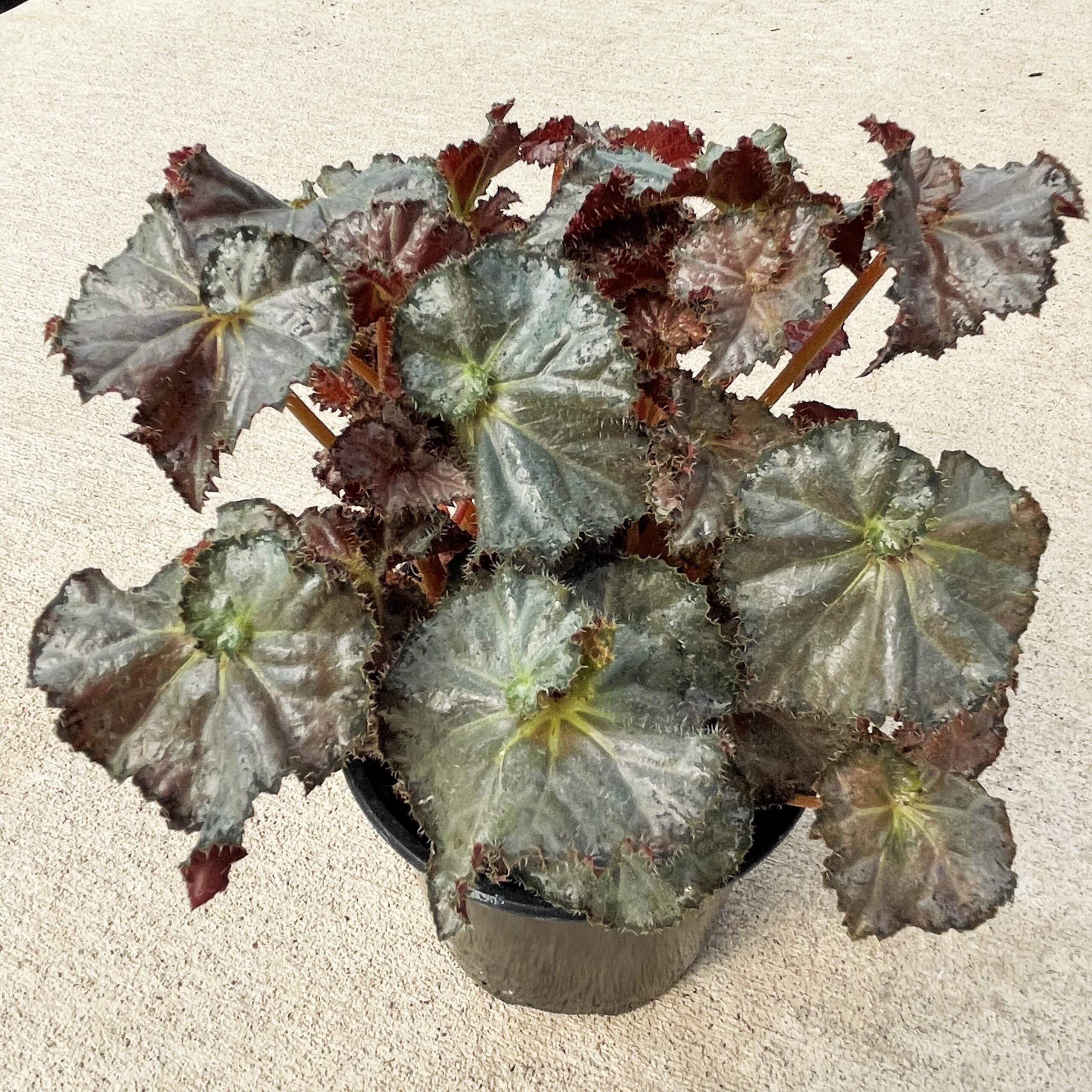 専用❣️ 特選Begonia ６点 Begonia Viking™ Explorer Rose on Green F1