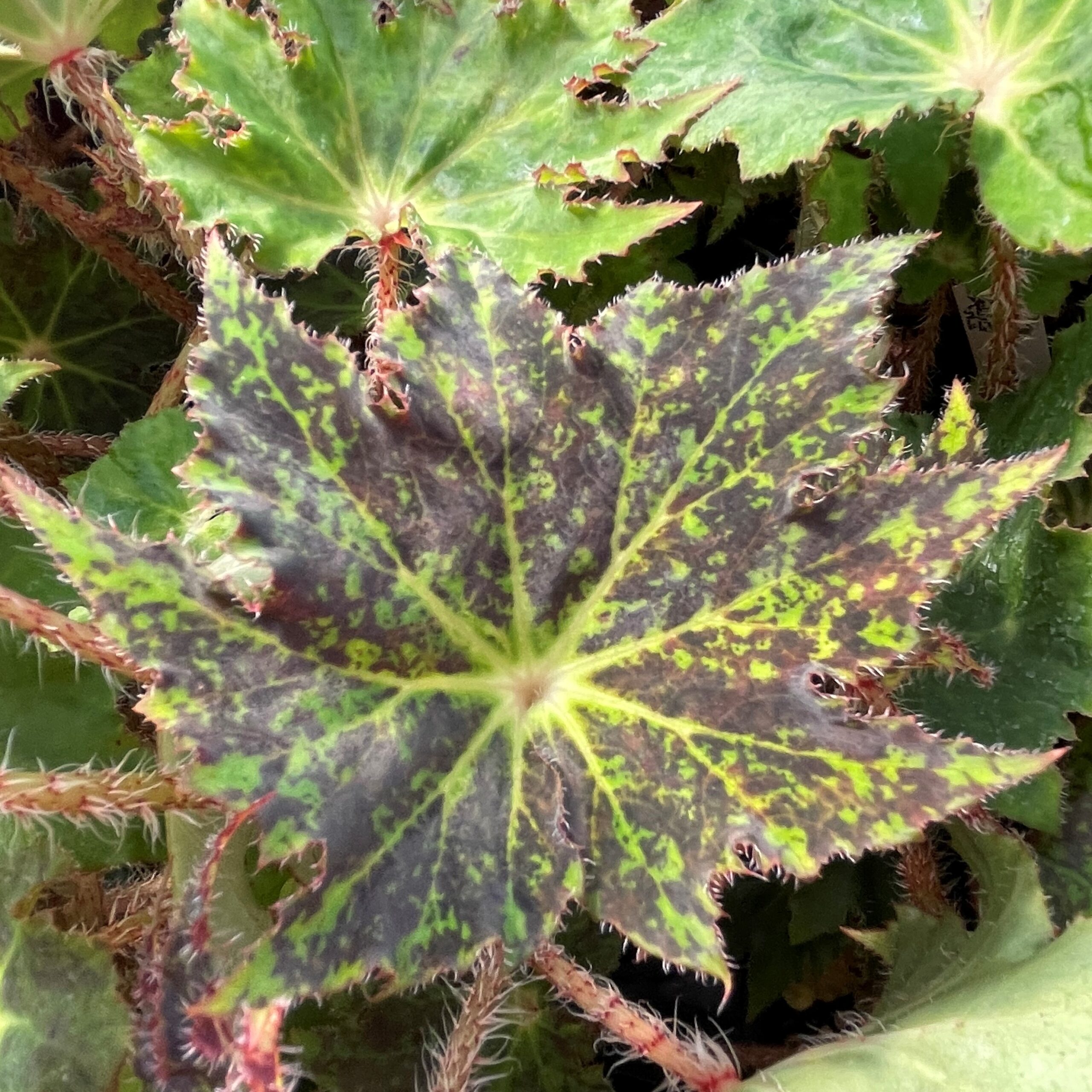 Begonia 'Hocking Tattoo' (4.5" Pot)