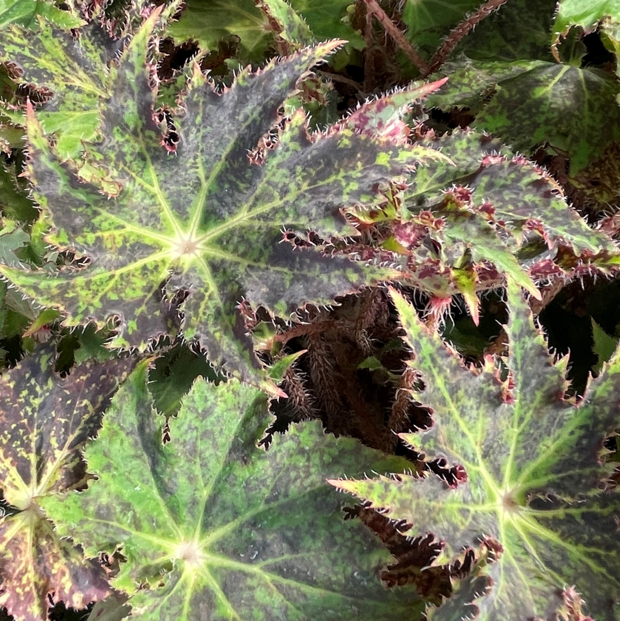 Begonia 'Hocking Tattoo' (4.5" Pot) - Image 2