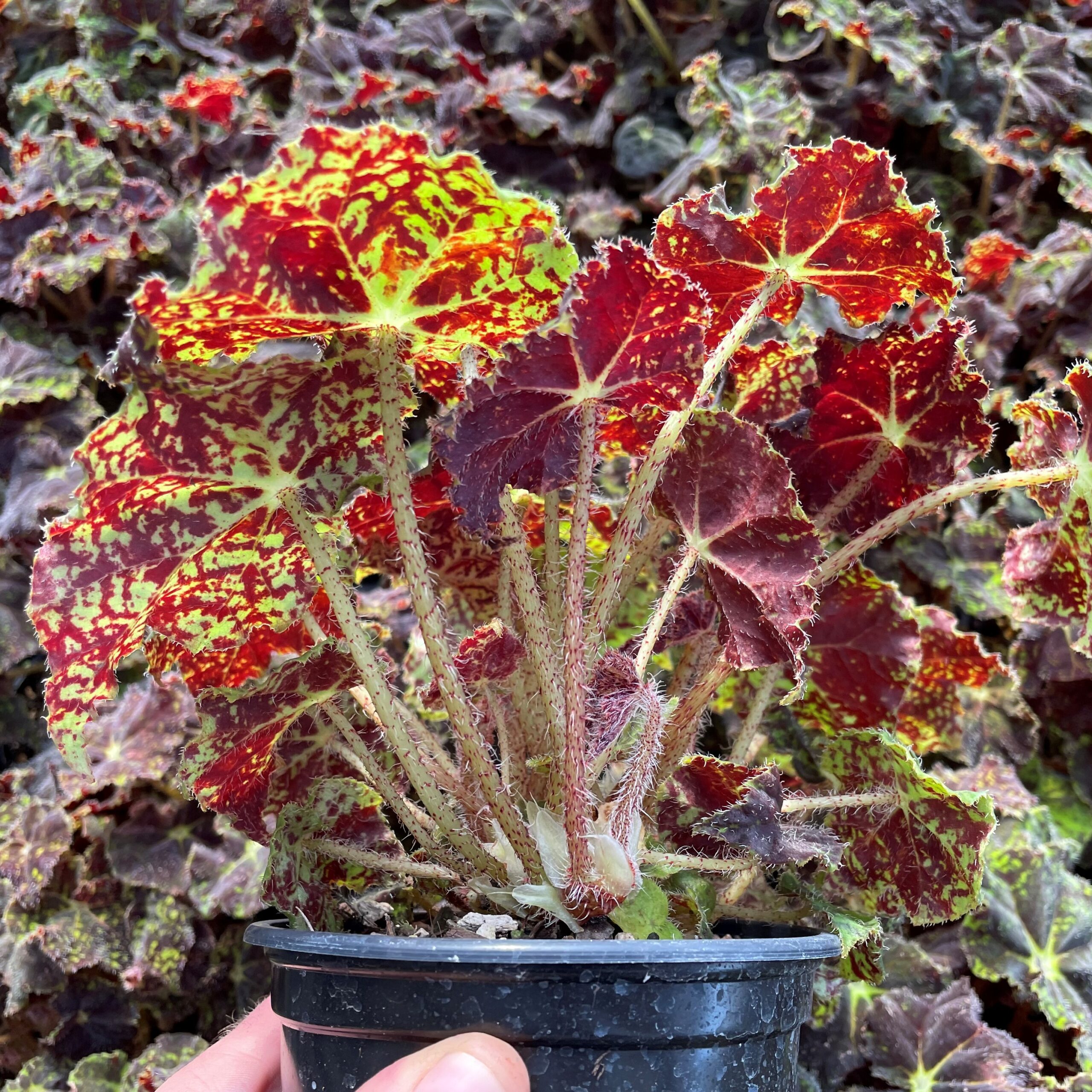 Begonia 'King Me' (4.5