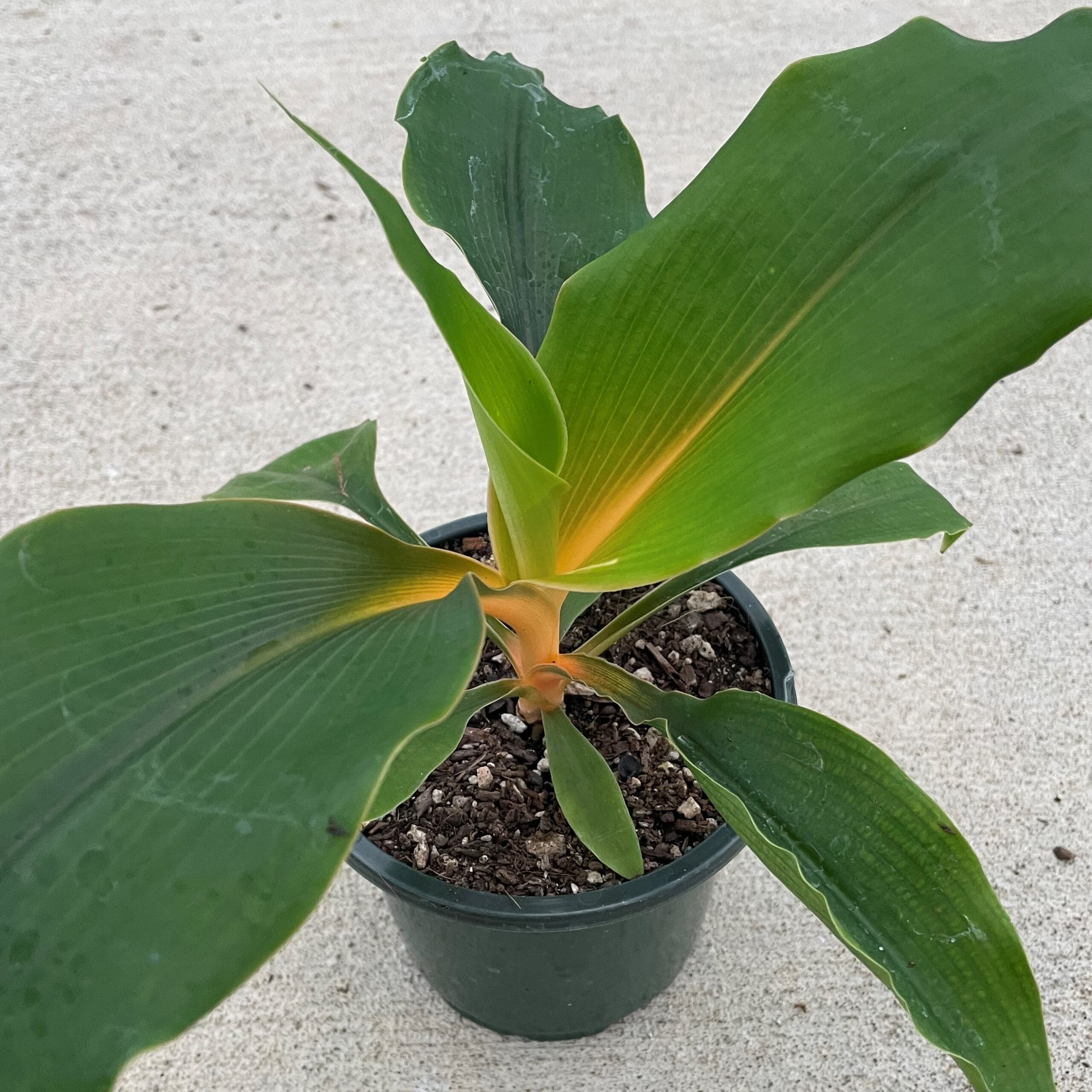 Chlorophytum orchidastrum Green/Orange - Fire Flash Spider Plant, Mandarin  Plant (4.5" Pot) | Little Prince of Oregon Nursery