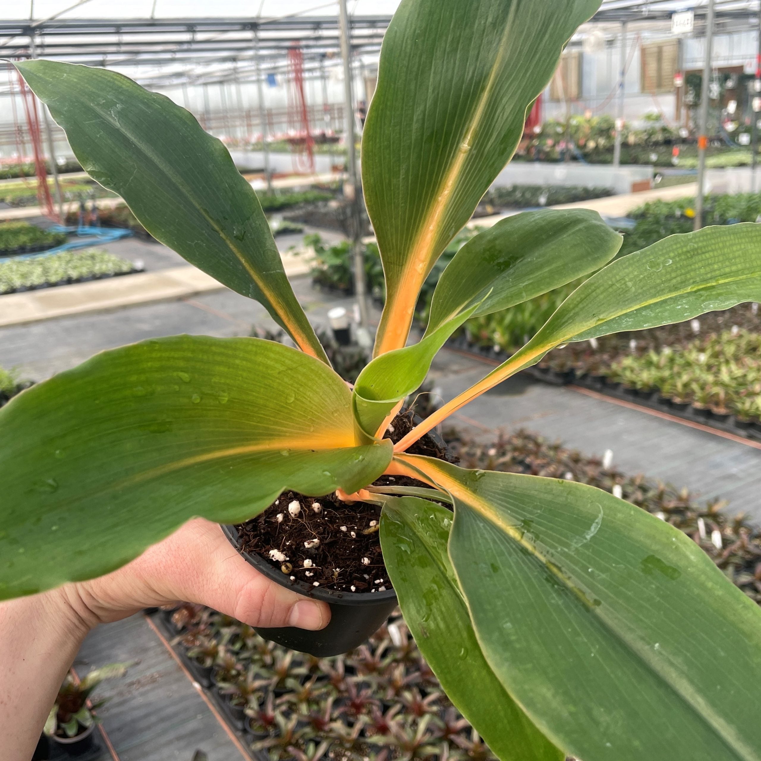 home.depot plants indoor Sansevieria trifasciata var. laurentii  The Plant Lady SF