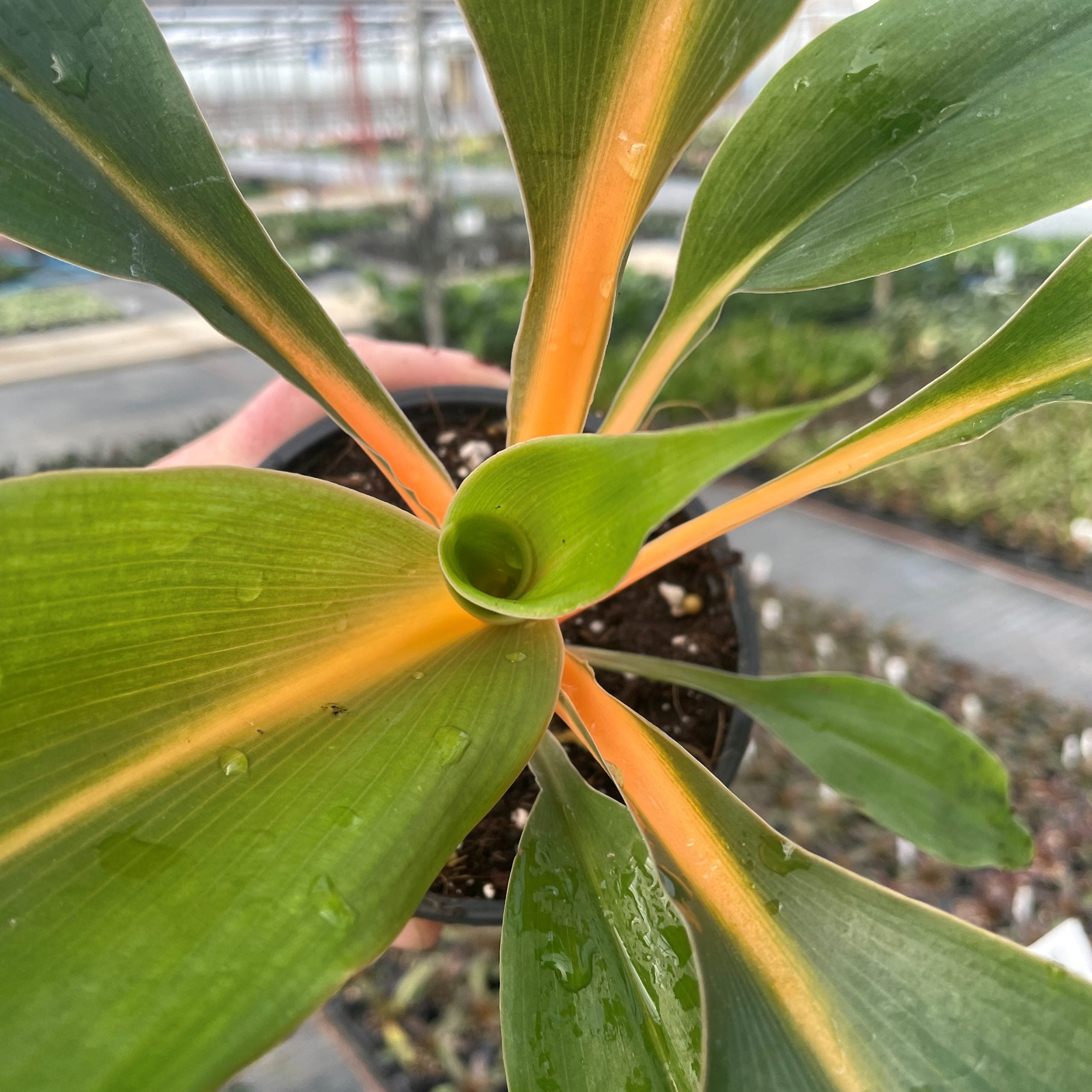 Order Chlorophytum Plant In Ceramic Pot Online | Same-Day Delivery UAE