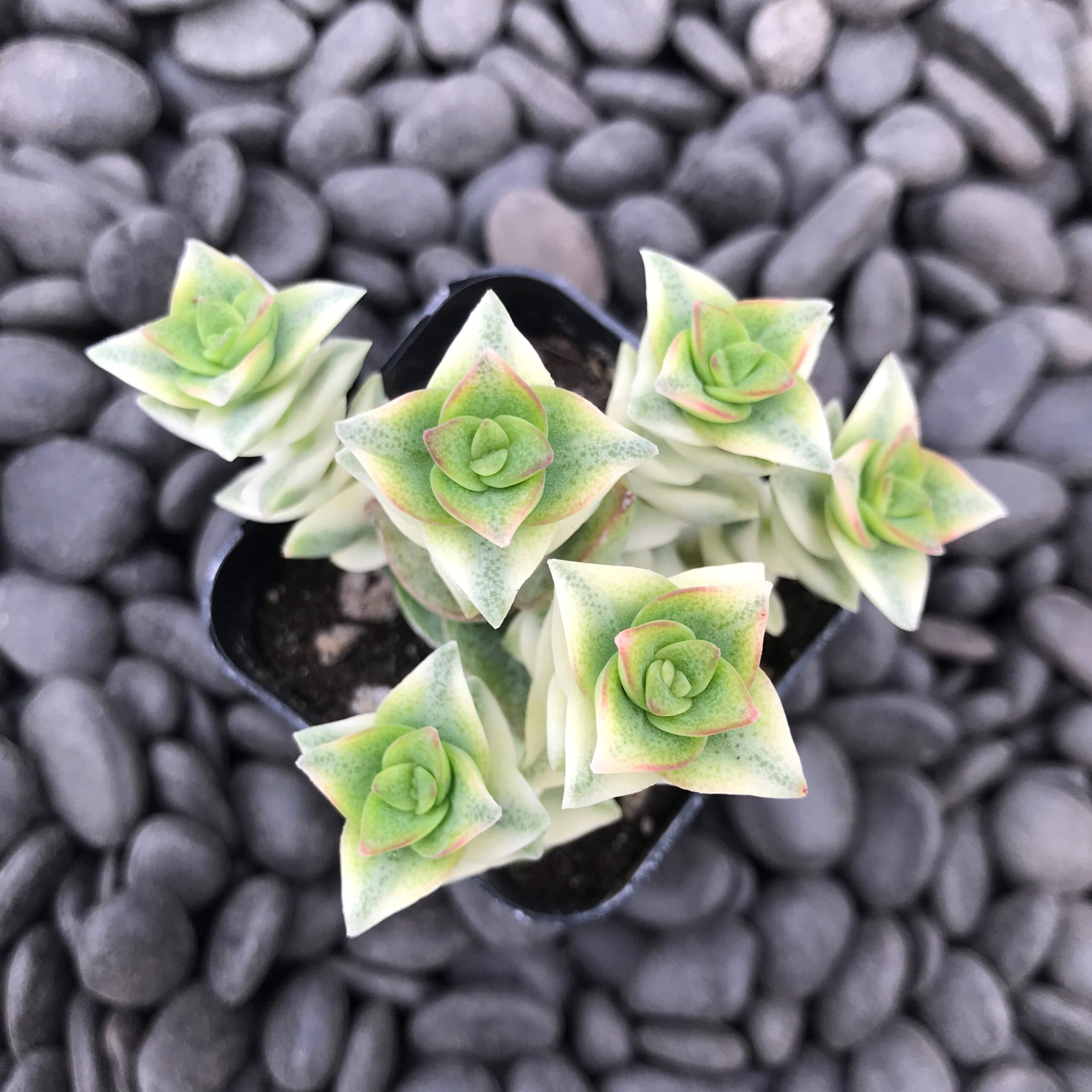 Crassula perforata 'Variegata' - Variegated Necklace Vine (2" Pot) - Image 2
