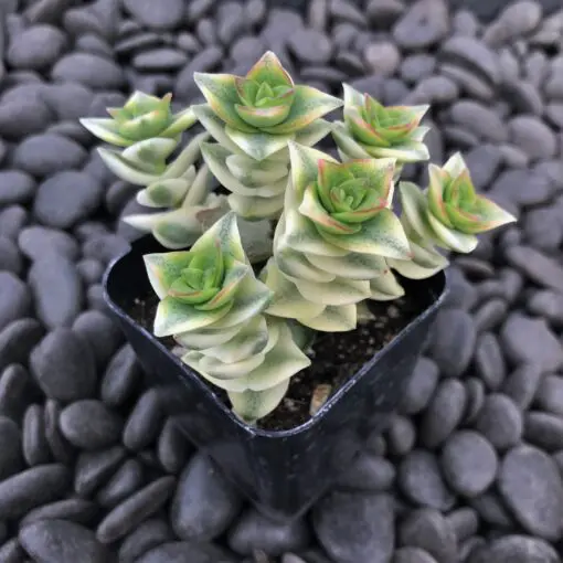Crassula perforata 'Variegata' - Variegated Necklace Vine (2" Pot) | Little  Prince of Oregon Nursery