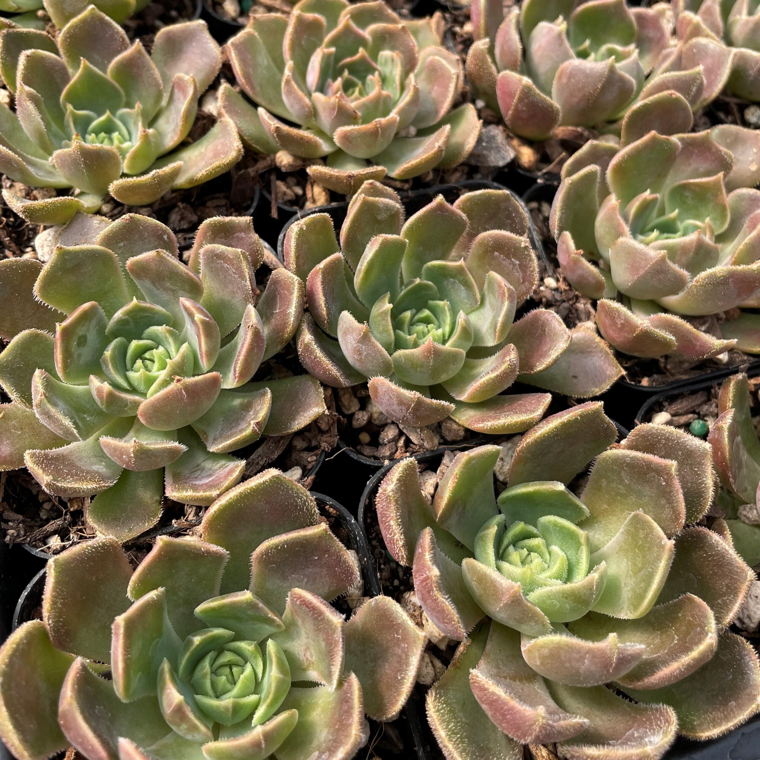 Echeveria 'Brown Rose' (2" Pot) - Image 3