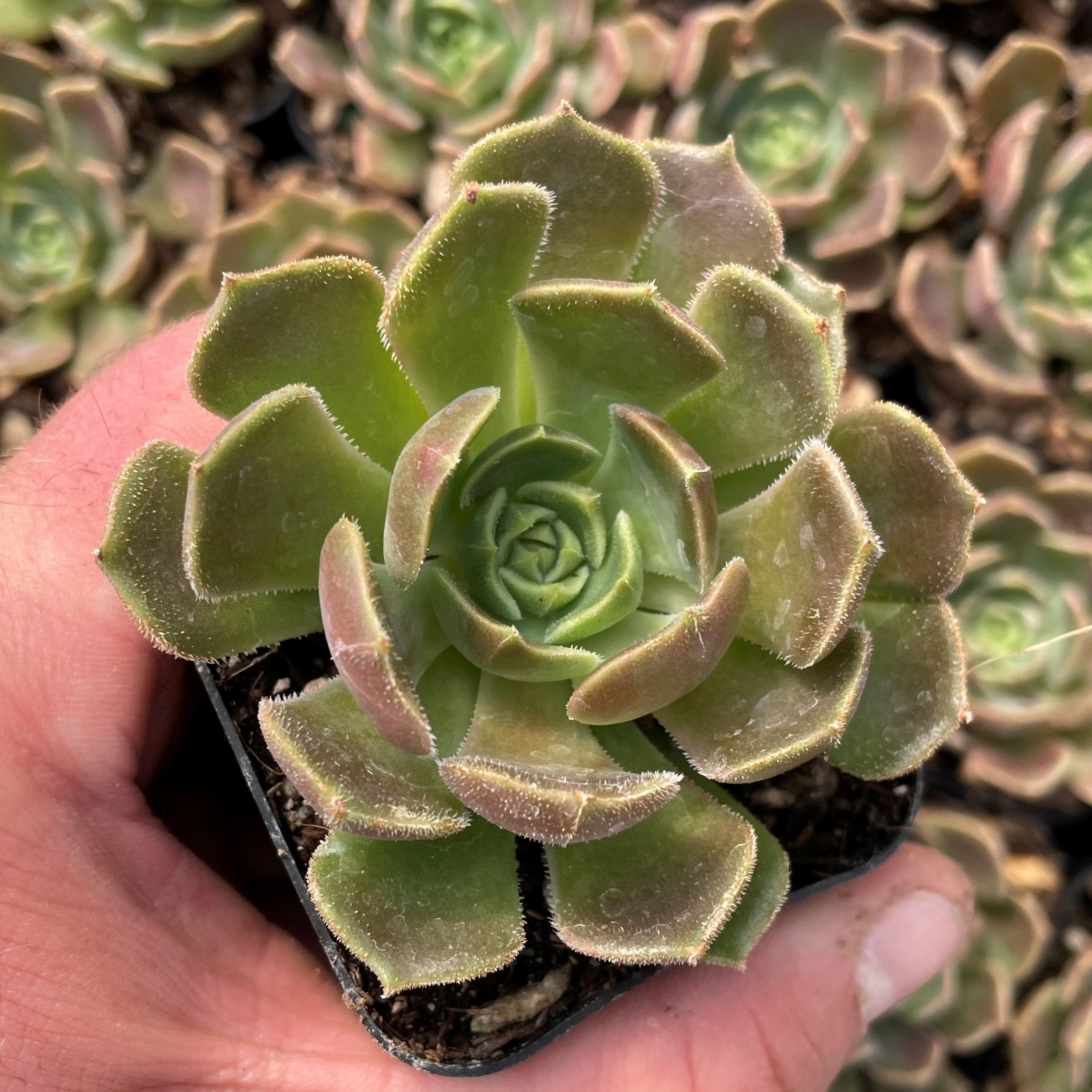 Echeveria 'Brown Rose' (2" Pot)